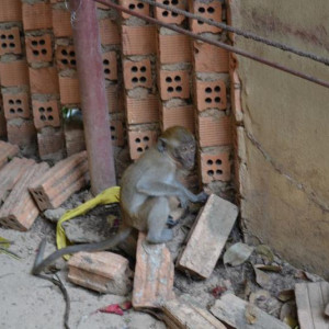 Macaco no caminho para Pranang Beach