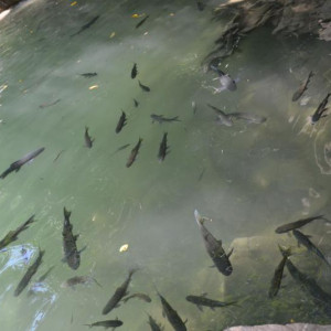 Erawan Falls (Kanchanaburi)