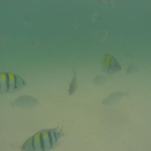 Hong Island