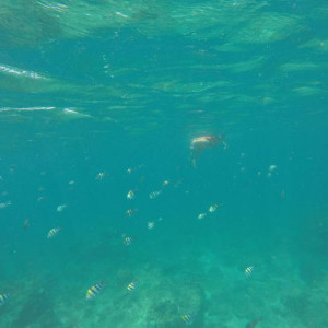 Snorkel em Loh Samah Bay