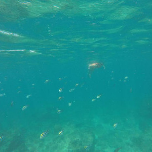 Snorkel em Loh Samah Bay