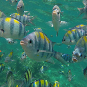 Snorkel em Loh Samah Bay