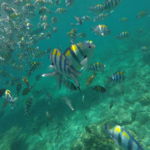 Snorkel em Loh Samah Bay