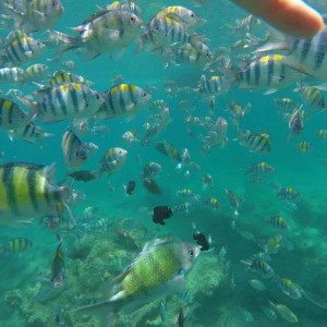 Snorkel em Loh Samah Bay
