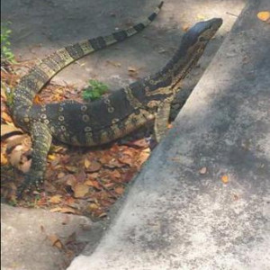 Dragão Komodo no Lumphini Park (BKK)