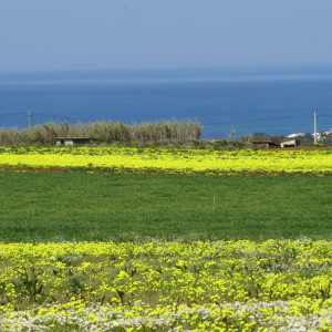Primavera