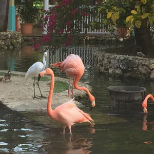 Flamingos