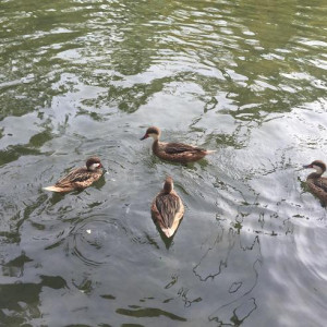 Patos