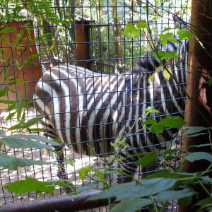 DSC01211.jpg