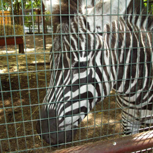 DSC01215.jpg