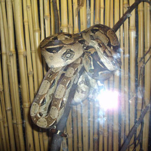 DSC01244.jpg