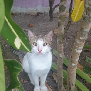 rd gatos