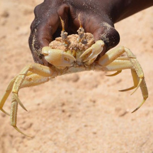 Cabo Verde, Boavista - passeio com Emiterio Lima