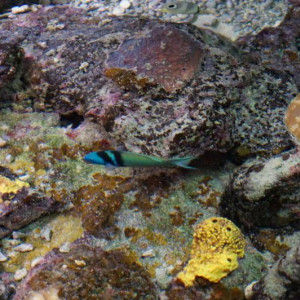 DSC02732
