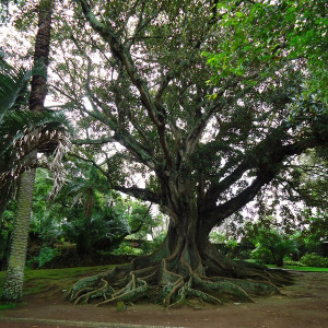 São Miguel00003