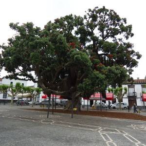 São Miguel00005