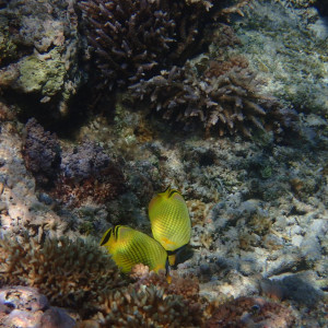 P6120385