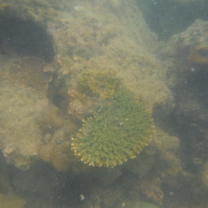 DSCF2515