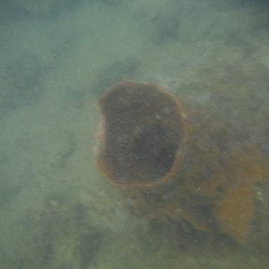 DSCF2528