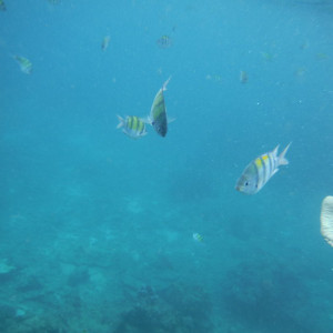 DSCF2672