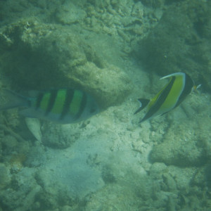 DSCF2800
