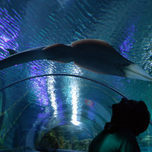 Malásia | Kuala Lumpur | Aquaria