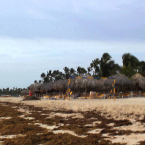 Algas Arena Gorda, Iberostar Dominicana