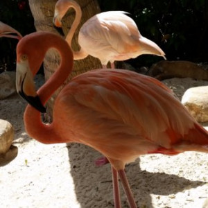 32 - FLAMINGOS 20150707_144321