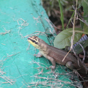 57 - HOTEL LAGARTO IMG_7870