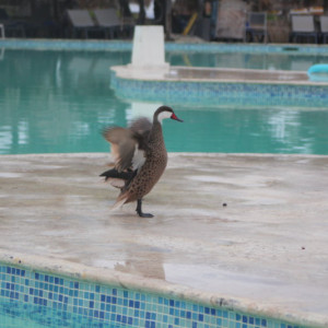 60 - HOTEL PISCINA CONVIDADO ESPECIAL IMG_7795