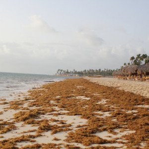 70 - PRAIA CHEIA DE ALGAS IMG_7584