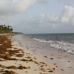 71 - PRAIA CHEIA DE ALGAS IMG_7585