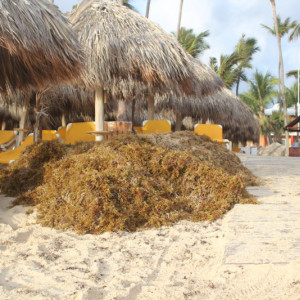 83 - PRAIA LIMPEZA IMG_7862