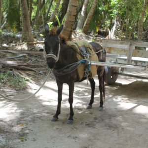 106 - SAONA IMG_7643