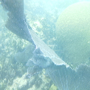 SUNP0115