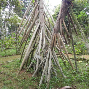 Jardim Botânico 2