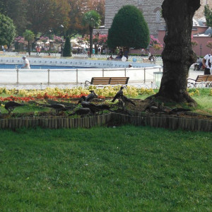 DSCF0615