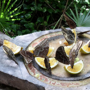 Borboletário em Xcaret
