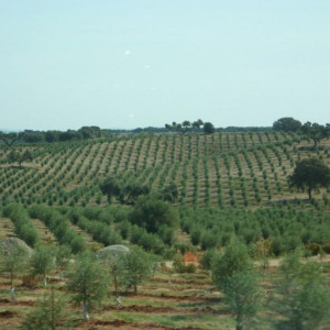 Alentejo 2011 116 [800x600]