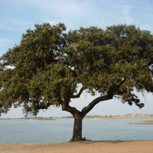 Alentejo 2011 179 [800x600]