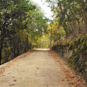 Gondramaz XXIV