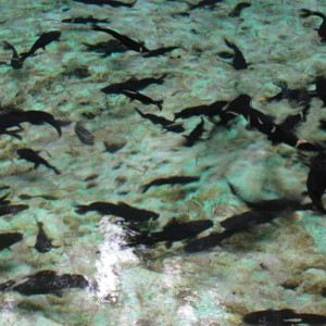 cenote azul (4) (800x600)   Cópia