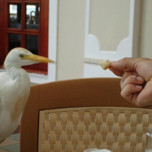 Companhia dos pequenos almoços