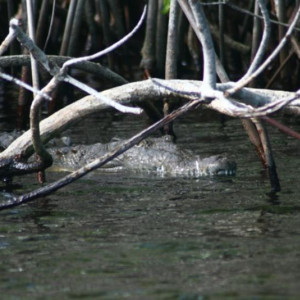 Black River