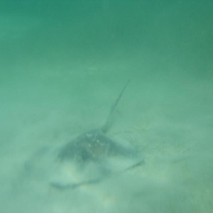 Negril
