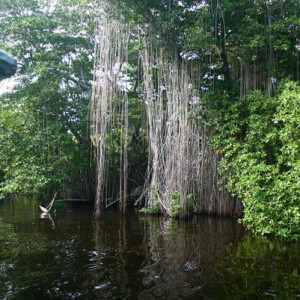 Black River