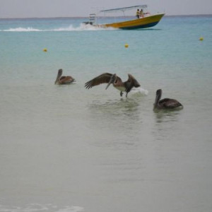 Pelicanos assustadores!!