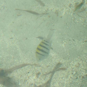 Peixinho fresco