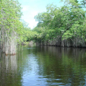 Black River