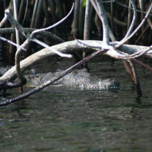 Black River
